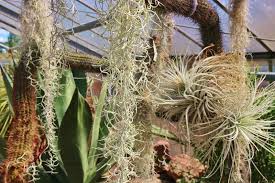 It began as a hobby and passion and grew into one of the biggest privately owned cacti and succulent nurseries in the world today. 5 743 Succulent Greenhouse Photos Free Royalty Free Stock Photos From Dreamstime