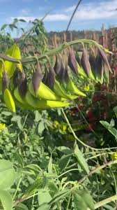 Image result for Crotalaria agatiflora