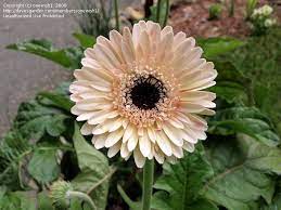 Lollipop Coconut Gerbera Daisy Flower Gerbera Jamesonii Gerbera Jamesonii Daisy Flower Flowers