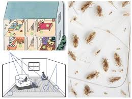 Außerdem können flöhe ihren wirt mit viren, bakterien und parasiten wie dem gurkenkernbandwurm infizieren. Wie Man Flohe Im Haus Schnell Zu Hause Loswird