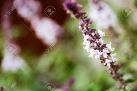 Apr 01, 1994 · growing purple basil ocimum basilicum ' purpurascens '. Purple Flowers On Holy Basil Plants Stock Photo Picture And Royalty Free Image Image 96563787