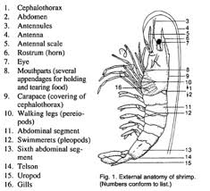 Check spelling or type a new query. Morfologi Dan Anatomi Eksternal Udang