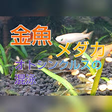 あんきものアクアリウムブログ