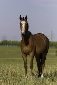 Image result for tbn:tVj6rqcH-AQR9M::www.pregonagropecuario.com.ar/images/caballo_overo.jpg