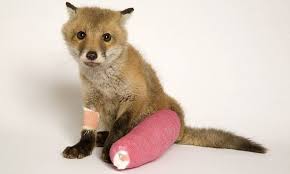 Community Post Baby Fox In A Cast Baby Animals Pictures Newborn Animals Baby Animals