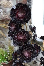This Ivy House The Photo Journalist Mysterious Black Black Succulents Succulents Black Flowers