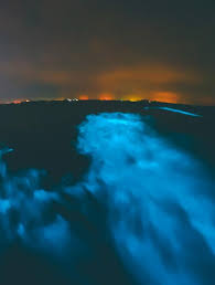 Bioluminescent Beach Puerto Rico Top 10 Things To Do In Puerto Rico Puerto Rico Trip Bioluminescent Bay Caribbean Travel