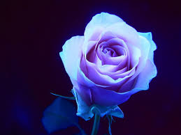 Just drain the contents of a magic. Rose Wallpaper Glow