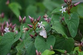 Image result for Cynanchum gonoloboides