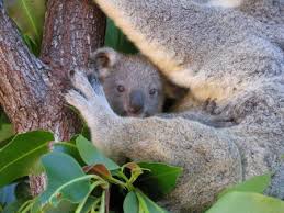 It's estimated that more than half of all the coffee produced in australia is exported internationally. Cairns Attractions Where To Cuddle A Koala In Cairns