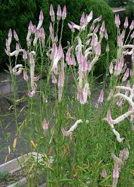 Image result for Celosia stuhlmanniana