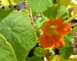 We did not find results for: Edible Flowers Garden And Wild Flowers You Can Eat Delishably
