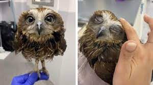 Dostim havolanib ketma ozingdan original mp3. Baby Owl Gets Warm Bath At The Vets Youtube