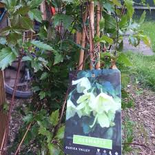 Group 1, group 2 and group 3. Clematis Ourika Valley Clematis Ourika Valley Uploaded By Vjsummers