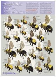 Bumble Bees Of The Eastern United States Downloadable Poster