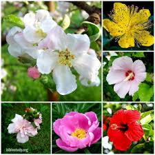 Image result for images jesus rose of sharon