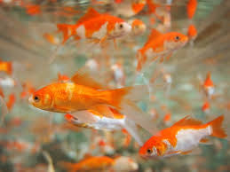First, eggs will be much. 8 Tips Tricks For Successful Goldfish Breeding Pet Keen