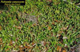 Image result for Nelsonia smithii