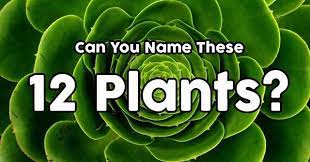 Read on for some hilarious trivia questions that will make your brain and your funny bone work overtime. Can You Name These 12 Plants Quizpug