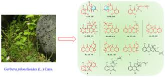 Image result for Gerbera piloselloides