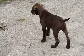 Is not kc registered 5 star homes £200 non refundable deposit has to be made to secure your chosen puppie ready for there forever homes on 23rd july 2021 £1800 each. Brown Female Pudelpointer Pup Is Sudden Valley Kennels Facebook