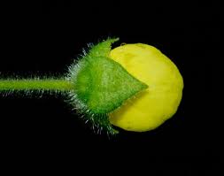 Image result for Calceolaria tripartita