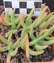 Image result for Hereroa glenensis