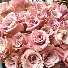 We did not find results for: Faith Mauve Roses Bulk Fresh Diy Wedding Flowers Flower Moxie