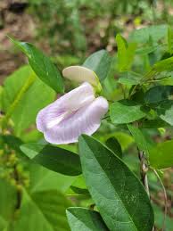 Image result for Centrosema