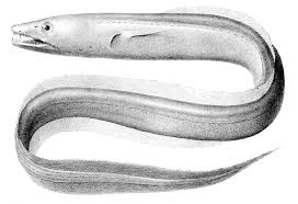 Image result for Congolanthus longidens