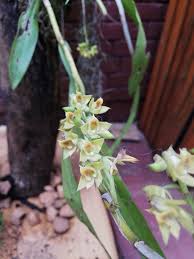 Image result for Polystachya bennettiana