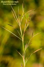 Image result for Hyparrhenia familiaris