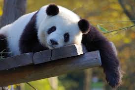 Pandas offers a wide variety of options. What Is A Panda Answered Twinkl Teaching Wiki