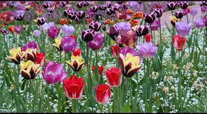 Mein beitrag der schönsten frühlingsbilder zur fotoparade von silvertravellers.de zum thema inhalte anzeigen. Ein Schones Wochenende Foto Bild Jahreszeiten Fruhling Blumen Bluten Bilder Auf Fotocommunity