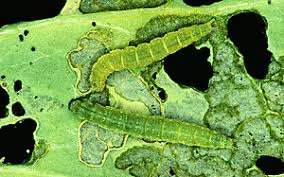 I feed most of my fish a few live black worms every. How To Tell Good Caterpillars From Bad Caterpillars