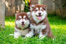 Perbedaan alaskan malamute dengan siberian husky. Harga Alaskan Malamute Harga Jual Beli Anak Anjing Alaskan Malamute