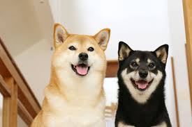 #柴犬 #赤柴 #日本犬 #犬 #しばいぬ #shibainu #shiba #shibe #shibasnap #shiba_snap #dog #doge…」 æŸ´çŠ¬ã®ä¿é™º