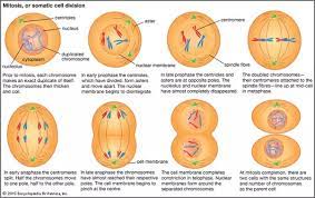 We did not find results for: How Does Mitosis Take Place In Animals Quora