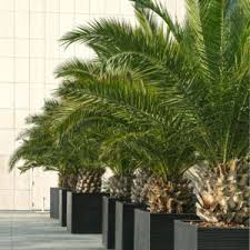 palmier phoenix canariensis palmier phoenix deco mur exterieur jardin portique bois