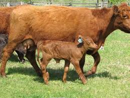 What Is A Baby Cow Called A Baby Cow Is Called A Calf In Various Societies Throughout History Wealth Has Be Baby Animal Names Cute Baby Animals Baby Animals