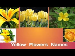 We did not find results for: Top 17 Yellow Flowers With Their Name Youtube