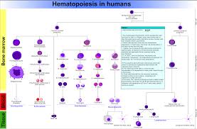 61 Systematic Blood Cell Lineage Chart