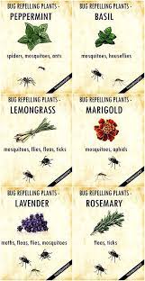 10 Ways To Get Rid Of Mosquitoes Homestead Backyard Mosquito Repelling Plants Plants That Repel Bugs Fragrant Plant