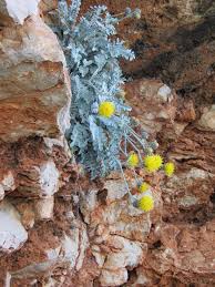 Image result for Centaurea ragusina