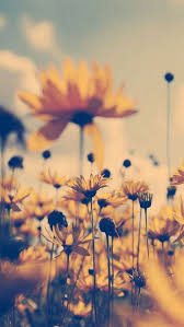 Flowers Wallpaper And Yellow Image Iphone Wallpaper Vintage Wallpaper Iphone Summer Yellow Flower Wallpaper