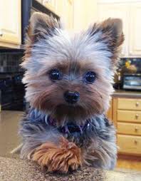 Cute Yorkie Haircuts Different Yorkshire Terrier Hairstyles With Pictures Yorkiemag Puppies Yorkie Puppy Terrier Puppies