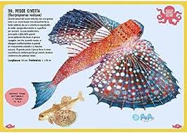 Pesci del mondo. Una guida illustrata per bambini da 0 a 109 anni :  Mojetta, Angelo, Nguyen, Shishi: Amazon.it: Libri