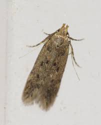 Image result for Bryotropha senectella