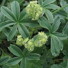 Image result for Alchemilla johnstonii