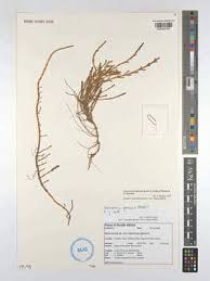 Image result for Zostera capensis